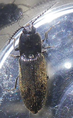 Réf. 231 927 : Hemicrepidius niger